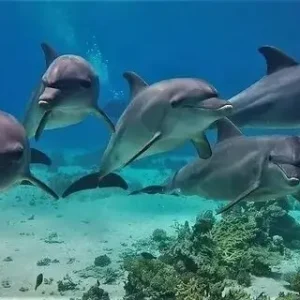 dolphin house trip 