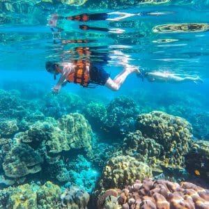 Soma Bay Schnorchelausflug - Bunte Korallenriffe und tropische Fische