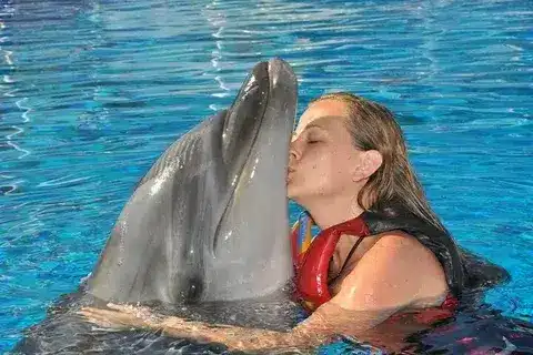 Insel, Tauchen, Delfin