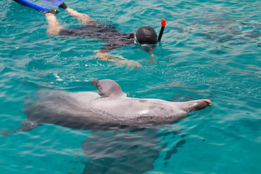 Schwimmen mit Delfinen im Roten Meer