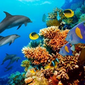 Marsa Mubarak Schildkröten Tour - Schnorcheln mit Meeresschildkröten