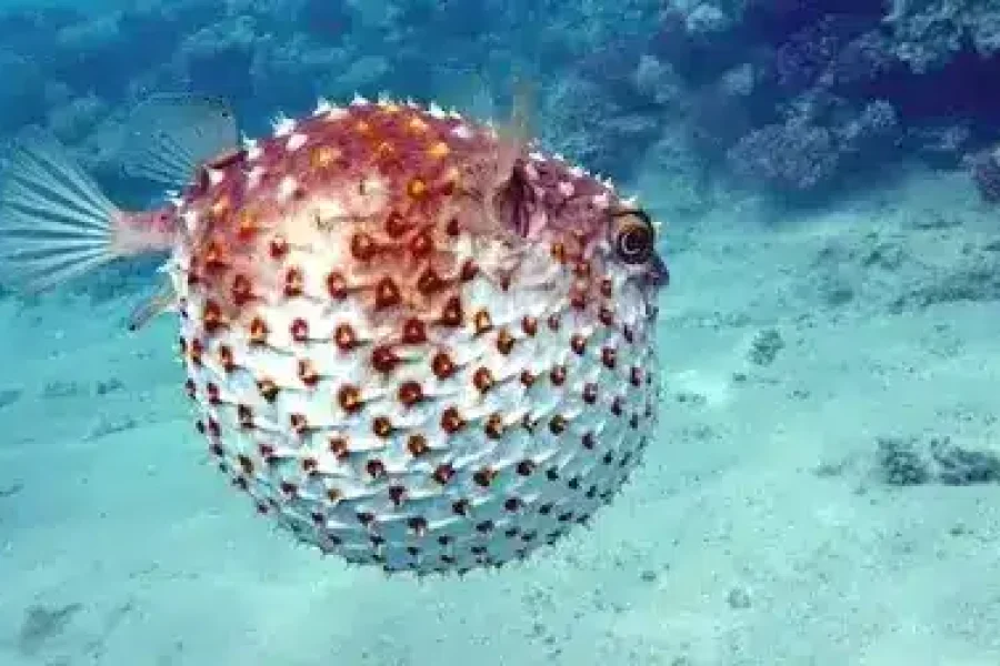 marsa mubarak ausflug