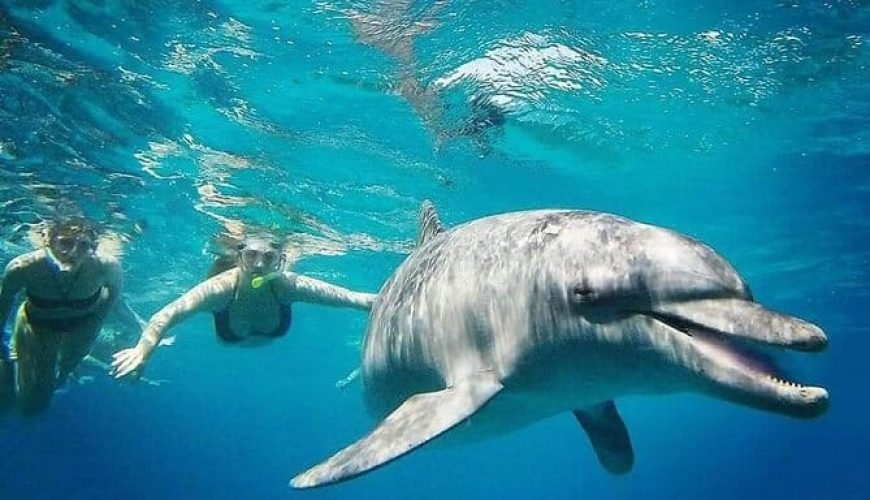 Delfinbeobachtung Hurghada: 7 Bewährte, Mächtige Tipps 2026