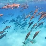 Dolphin House Hurghada deutsch: 7 Ultimativ Mächtig Tipps 2026