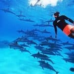 private Ausflüge Marsa Alam - Rotes Meer Schnorcheln