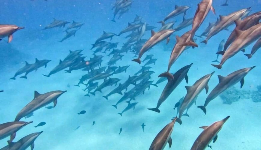 Dolphin House Hurghada deutsch: 7 Ultimativ Mächtig Tipps 2026