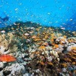 Dolphin House Hurghada Erfahrungen: 7 Bewährte Beste Tipps