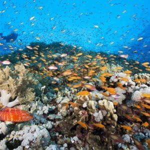 Marsa Alam Ausflüge ab El Quseir - Rotes Meer Korallenriff