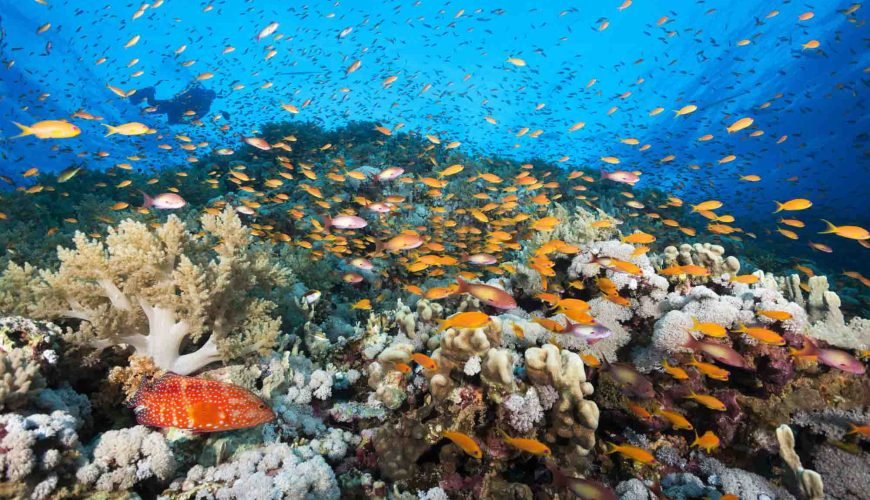 Dolphin House Hurghada Erfahrungen: 7 Bewährte Beste Tipps