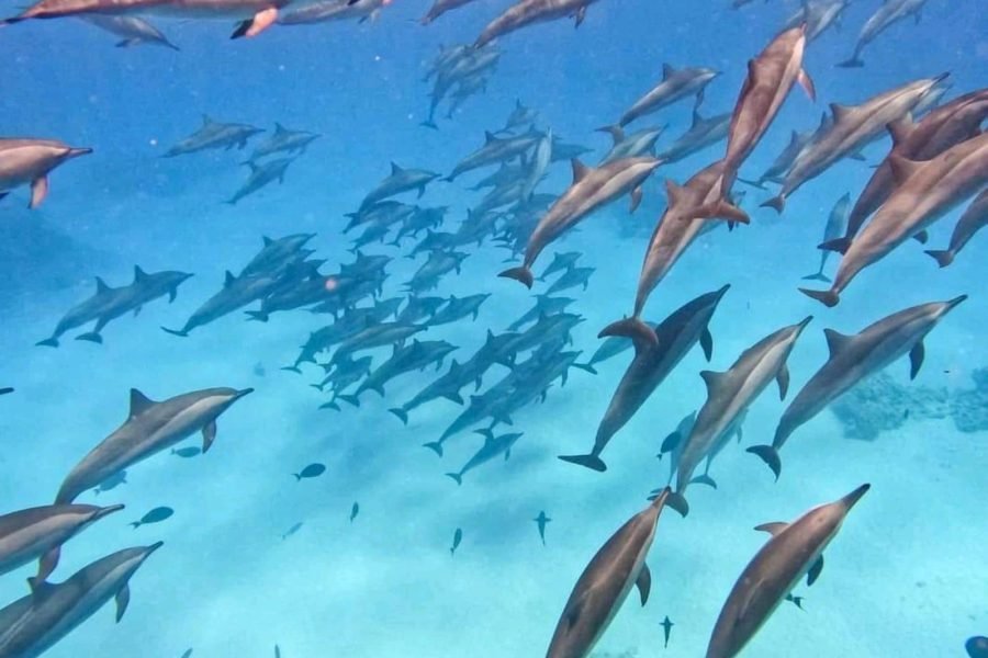 Delfinschwimmen-Sataya-Riff-Marsa-Alam-–-Schnorcheltour-mit-Mittagessen-buchen.