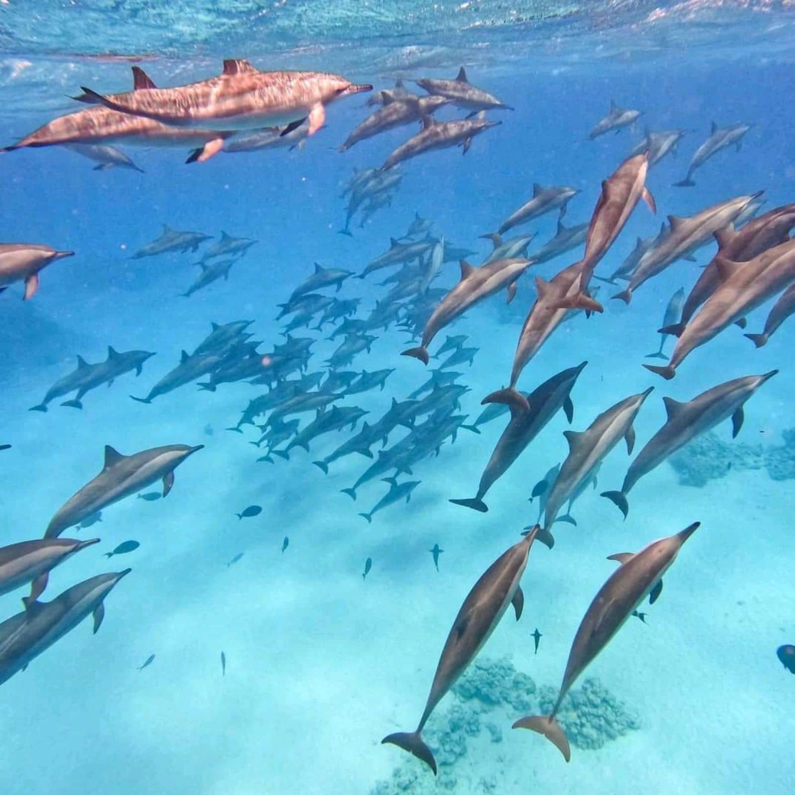 Dolphin House Hurghada deutsch: 7 Ultimativ Mächtig Tipps 2026