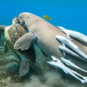 Marsa Alam Aktivitäten buchen - Tauchen mit Seekühen
