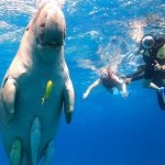Marsa Alam Aktivitäten buchen - Tauchen mit Seekühen