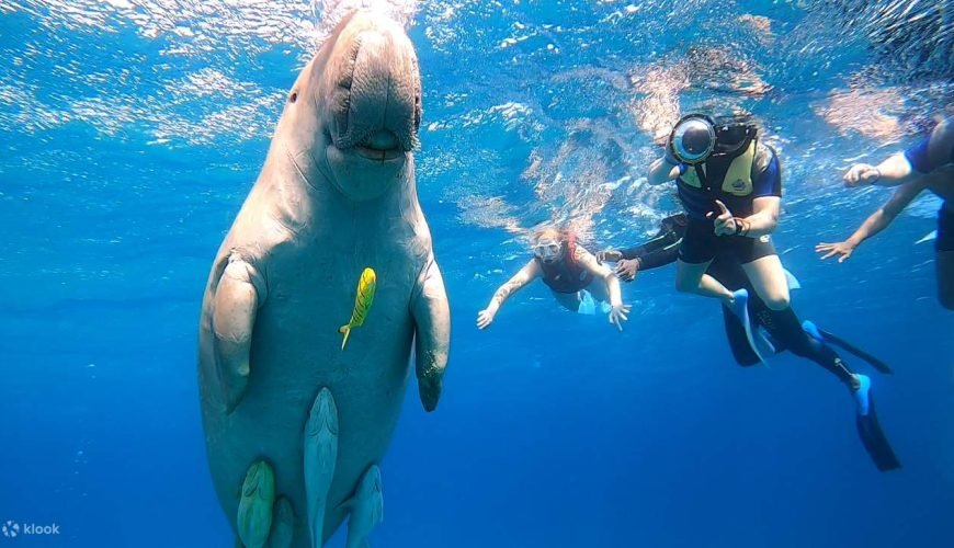 Marsa Alam Aktivitäten buchen - Tauchen mit Seekühen