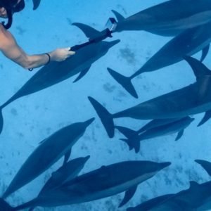Marsa Alam Schnorcheln mit Schildkröten - Grüne Meeresschildkröte im Roten Meer