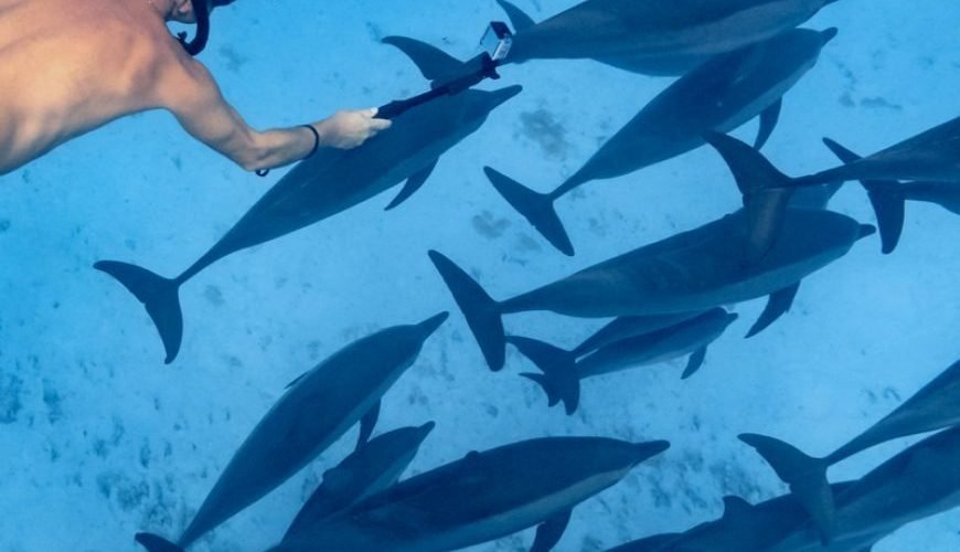 wilde Delfine Hurghada: 7 Experte Tipps für Perfekte Sichtungen