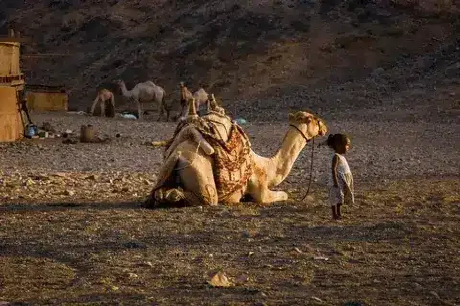 safari discouvery marsa alam