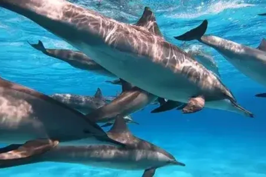 sataya reef ausflug dolphins